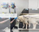 RAPHAEL - Male Great Pyrenees Dog for Adoption - Small photo
