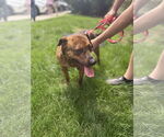 Small #2 Mountain Cur Mix