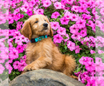 Small Photo #4 Goldendoodle Puppy For Sale in WAKARUSA, IN, USA