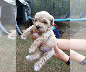 Cavapoo Puppy for sale in HENDERSON, NC, USA