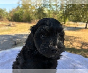 Aussiedoodle Miniature  Puppy for sale in OKLAHOMA CITY, OK, USA