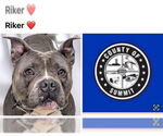 Small American Pit Bull Terrier-Bulldog Mix