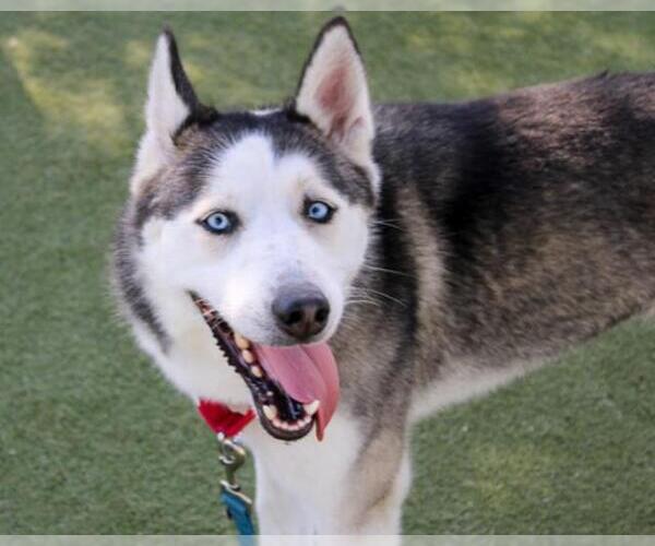 Medium Photo #2 Siberian Husky Puppy For Sale in Martinez, CA, USA