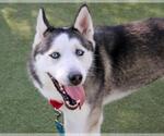 Small #1 Siberian Husky