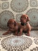 Small Photo #2 Vizsla Puppy For Sale in OAK RIDGE N, TX, USA