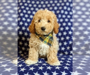 Bichpoo-Poodle (Miniature) Mix Puppy for sale in NOTTINGHAM, PA, USA