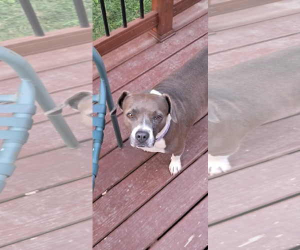 Medium Photo #4 American Pit Bull Terrier-Unknown Mix Puppy For Sale in pomfret, CT, USA