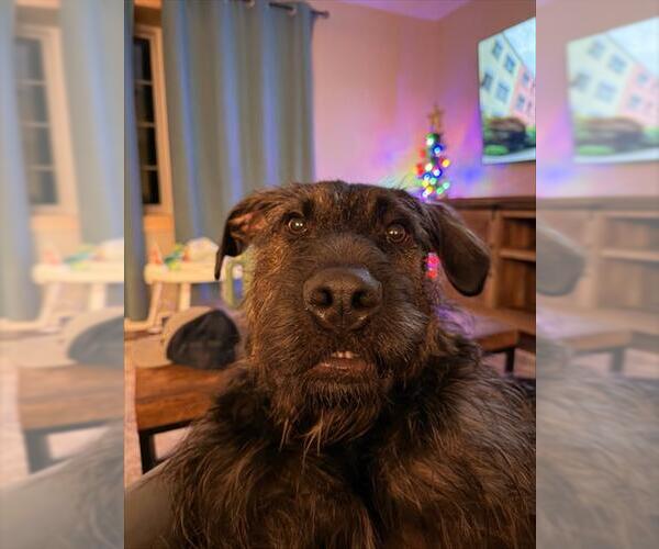 Medium Photo #2 Lab'Aire Puppy For Sale in Center Township, PA, USA