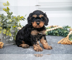 Puppy Felix Cavapoo