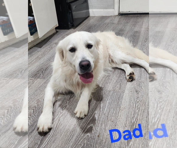 Medium Photo #2 Golden Retriever Puppy For Sale in HOUSTON, TX, USA