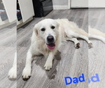 Shiloh - Female Golden Retriever Puppy for Sale - Photo #2