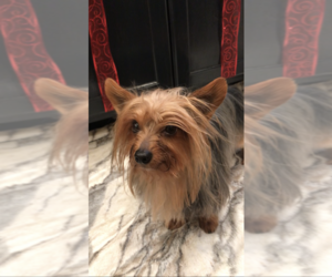 Father of the Yorkshire Terrier puppies born on 06/15/2023