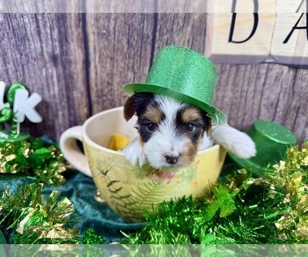 Medium Photo #10 Yorkshire Terrier Puppy For Sale in CASSVILLE, MO, USA