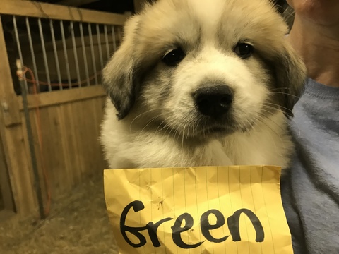 Medium Photo #1 Great Pyrenees Puppy For Sale in CHRISTIANA, TN, USA