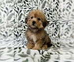 Small #3 Shorkie Tzu