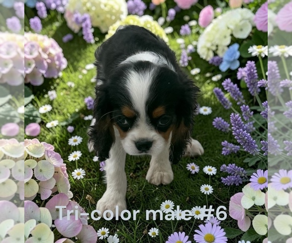 Medium Photo #6 Cavalier King Charles Spaniel Puppy For Sale in MONTPELIER, OH, USA