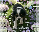 Small #5 Cavalier King Charles Spaniel