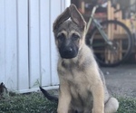 Small Photo #4 German Shepherd Dog Puppy For Sale in BLMGTN, IN, USA