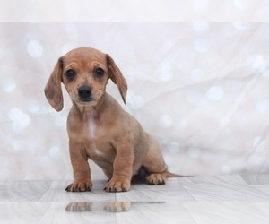 Dachshund Puppy for sale in MARIETTA, GA, USA