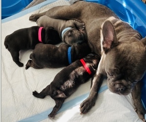 French Bulldog Puppy for sale in SACRAMENTO, CA, USA