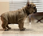 Small Photo #10 French Bulldog Puppy For Sale in ELK GROVE, CA, USA