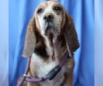 Small #1 Beagle