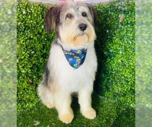 Briard Dogs for adoption in Lake Forest, CA, USA