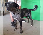 Small #2 Catahoula Leopard Dog Mix