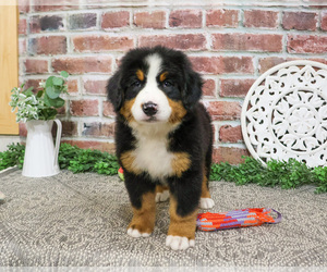 Bernese Mountain Dog Puppy for Sale in SYRACUSE, Indiana USA