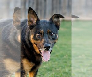 Marley - Male Shepweiller Dog for Adoption - Photo #12