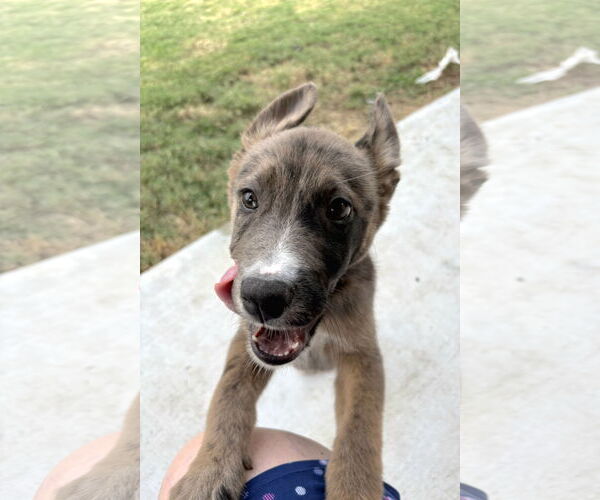Medium Photo #2 Australian Shepherd-Unknown Mix Puppy For Sale in Missouri City, TX, USA