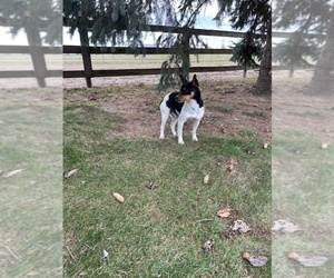 Father of the Jack-Rat Terrier puppies born on 06/12/2026
