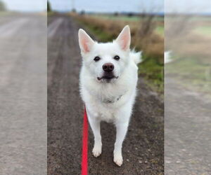 American Eskimo Dog Dogs for adoption in Pikesville, MD, USA