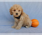 Small Photo #2 Cavapoo Puppy For Sale in MILLERSBURG, OH, USA