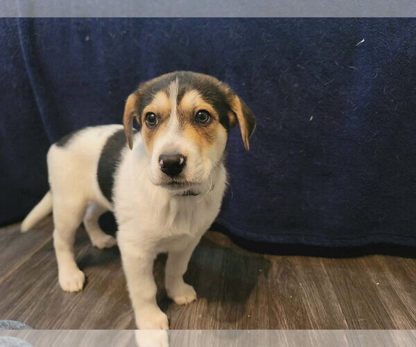 Medium Photo #3 Labrador Retriever-Unknown Mix Puppy For Sale in Holly Springs, NC, USA