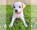 Small #4 Chihuahua Mix