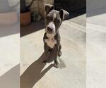 Small American Staffordshire Terrier Mix