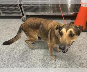 German Shepherd Dog-Unknown Mix Dogs for adoption in Houston, TX, USA