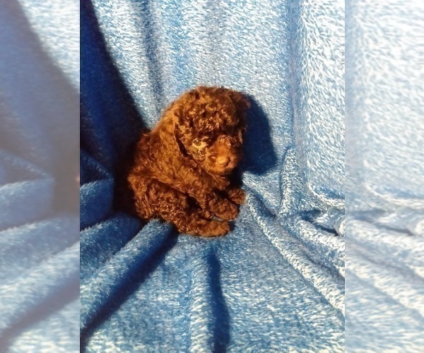 Full screen Photo #9 Poodle (Toy) Puppy For Sale in SAVANNAH, GA, USA