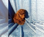 Small Photo #9 Poodle (Toy) Puppy For Sale in SAVANNAH, GA, USA
