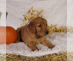 Small Photo #3 Goldendoodle Puppy For Sale in GAP, PA, USA