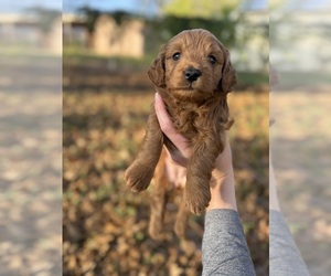 Goldendoodle (Miniature) Puppy for sale in ABILENE, TX, USA