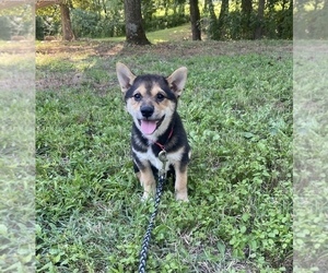 Shiba Inu Puppy for sale in STELLA, MO, USA