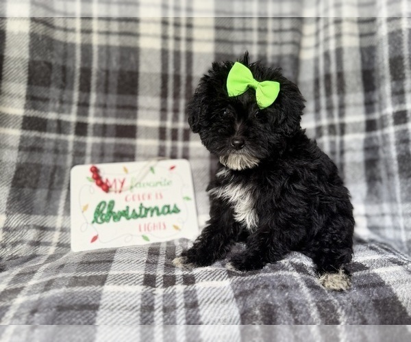 Medium Photo #6 YorkiePoo Puppy For Sale in LAKELAND, FL, USA