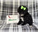 Small #5 YorkiePoo