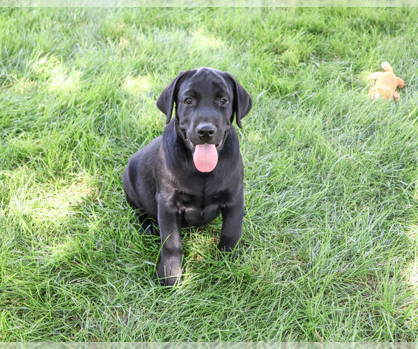 Medium Photo #6 Labrador Retriever Puppy For Sale in SYRACUSE, IN, USA