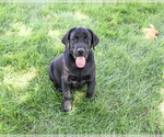 Small #5 Labrador Retriever