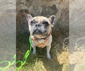 French Bulldog Dogs for adoption in San Diego, CA, USA