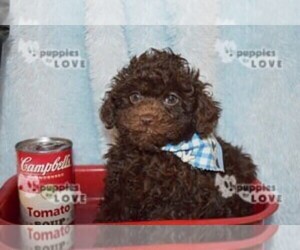 Poodle (Toy) Puppy for sale in SANGER, TX, USA