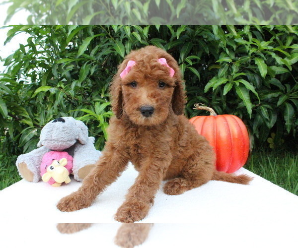 Medium Photo #8 Goldendoodle Puppy For Sale in WESLEY CHAPEL, FL, USA